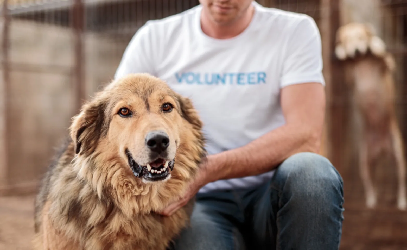 Volunteer Person with a Brown Dog